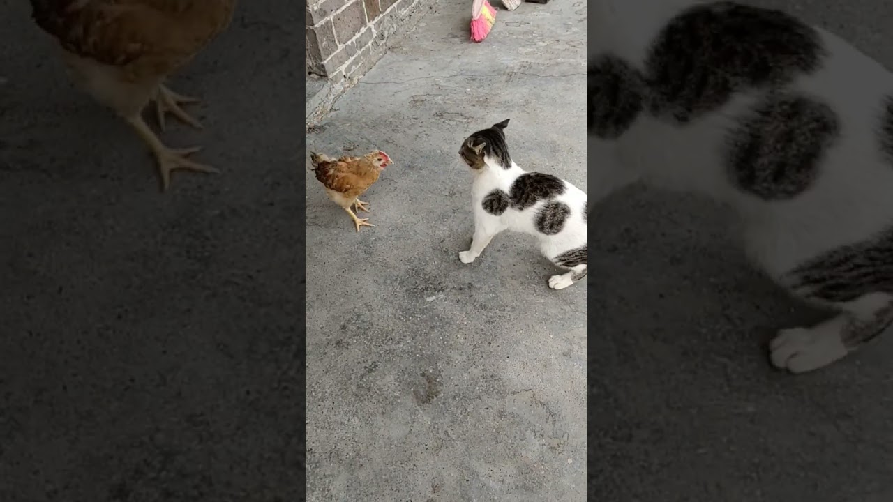 Ayam VS Kucing | Cat Versus Chicken #kucingimut #kucinglucu #kucing #ayam #lucu #animal