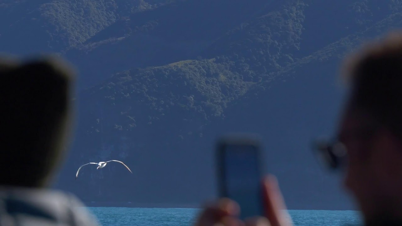 Online Whale Watch Tour