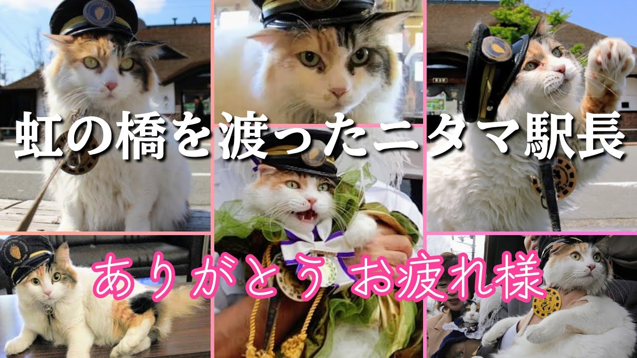 【訃報】11月20日 享年15歳 虹の橋を渡った『ニタマ駅長』Stationmaster Nitama has crossed the Rainbow Bridge.