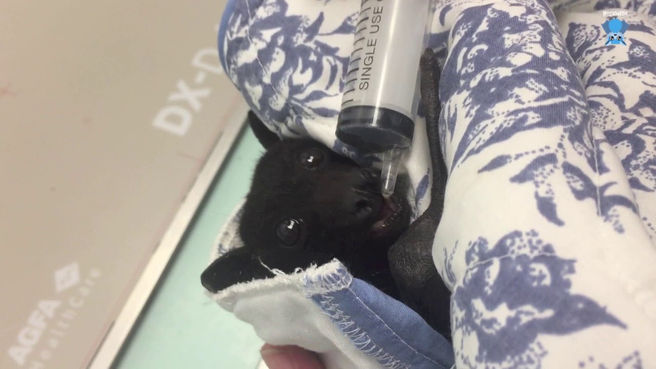 Black Flying-Fox does juice face:  this is Xavier