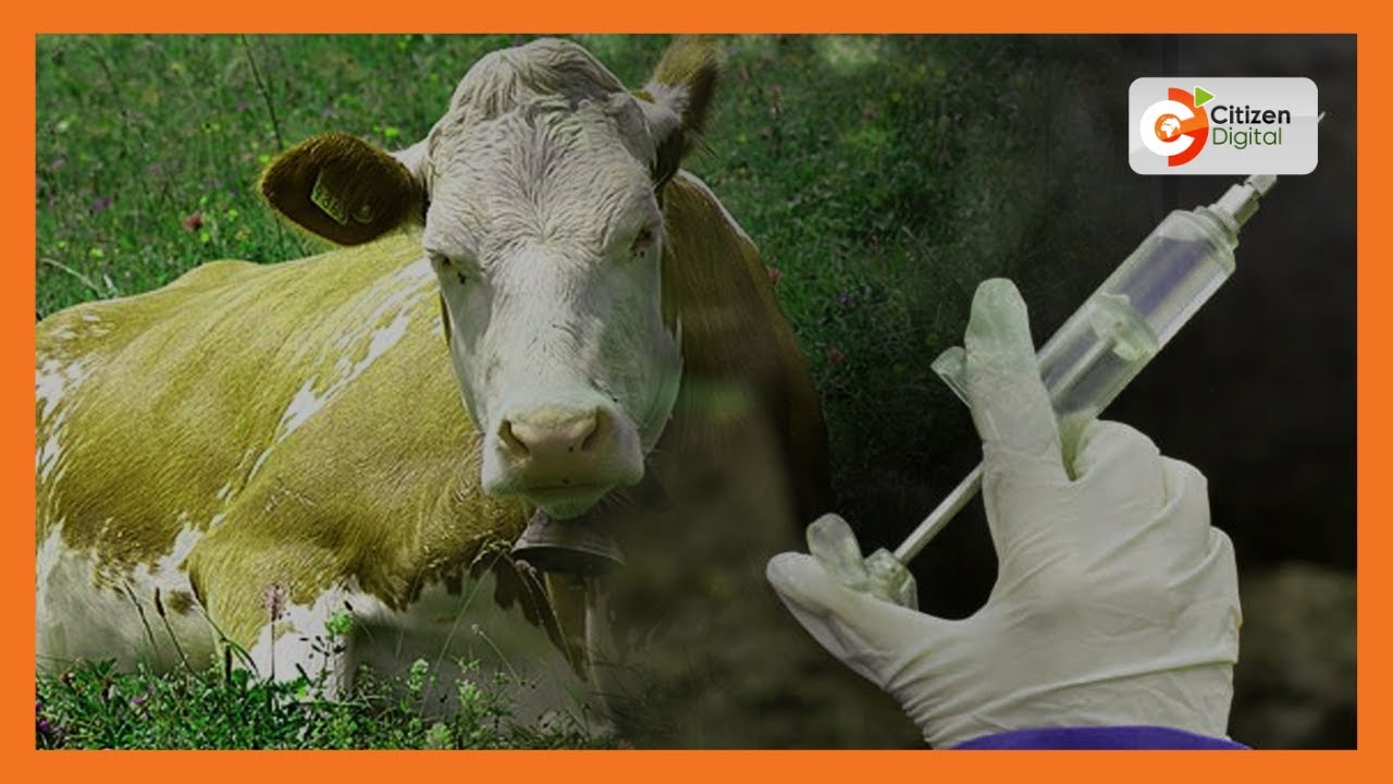 Nationwide livestock vaccination to start next year