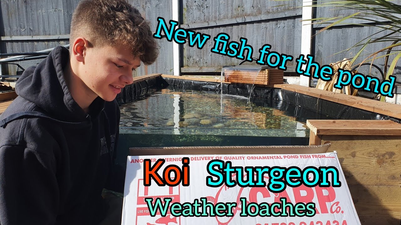 NEW KOI ADDED to our KOI POND(koi, sturgeon and weather loaches)