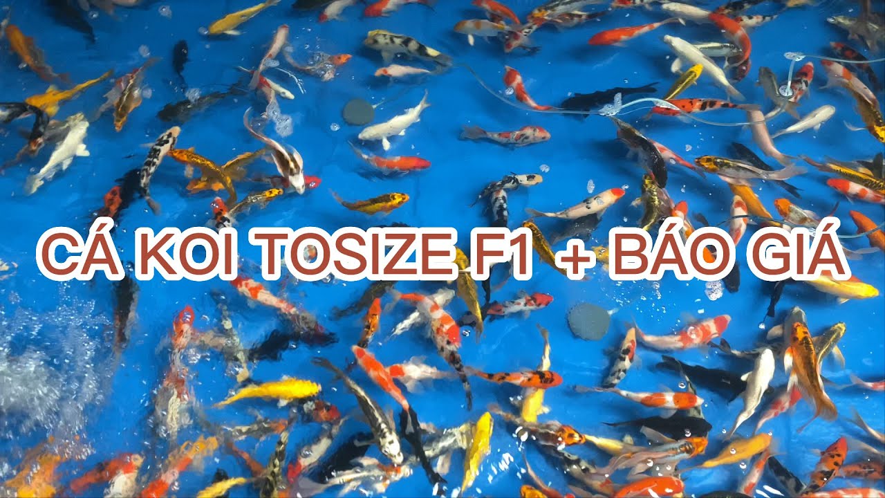 CÁ KOI F1 TOSIZE GIÁ RẺ ĐẦY ĐỦ SẮC MÀU