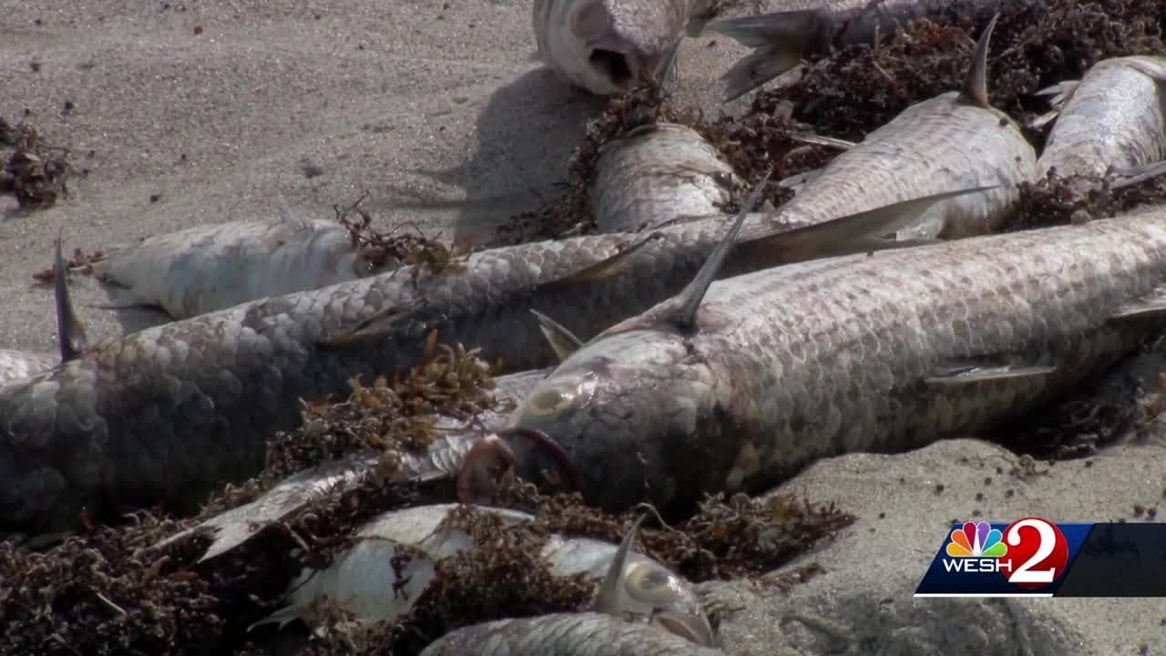 No traces of red tide found in Brevard County, officials say