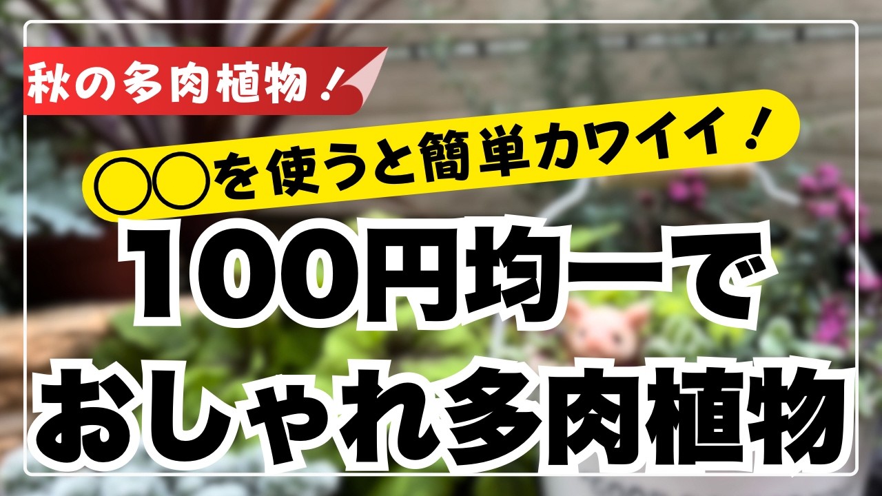 【多肉植物】5分で出来る！ダイソー商品だけで可愛すぎる多肉の鉢を作る！