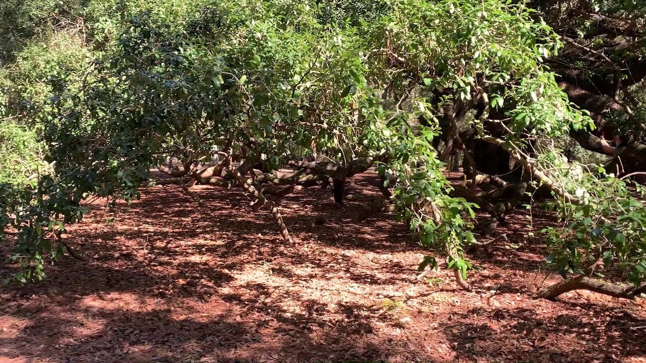 Haunted History: Angel Oak Tree