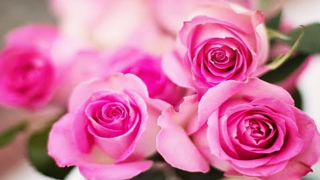 THE ROSE'S DREAM - No 1