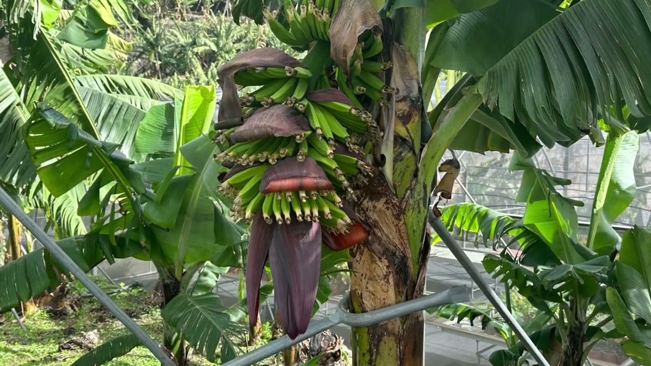 Madeira Bananen