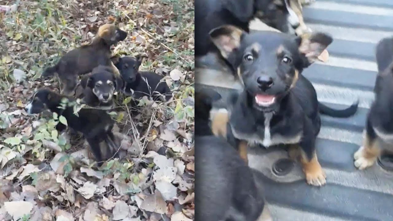 Texas Man Saves 6 Abandoned Puppies From Side Of Road