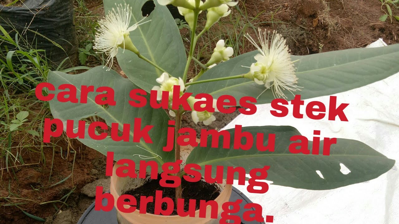Cara sukses stek pucuk jambu air langsung berbunga