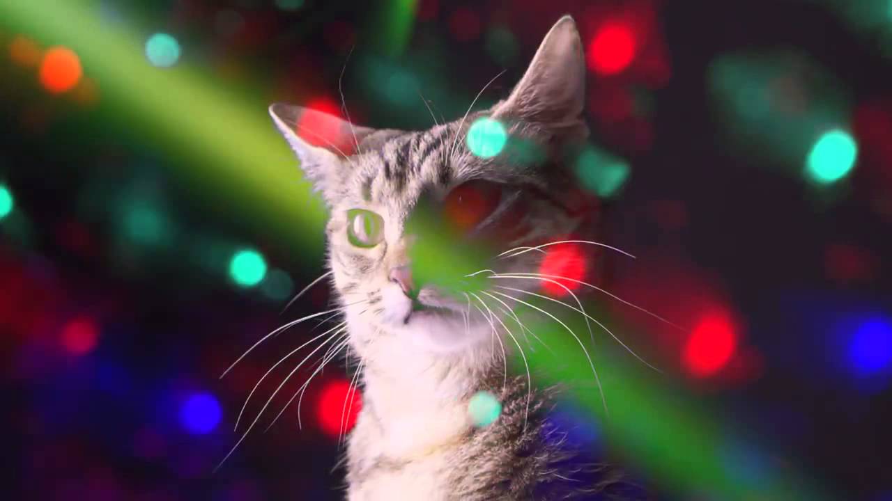 fiesta de gatitos miau miau!!!