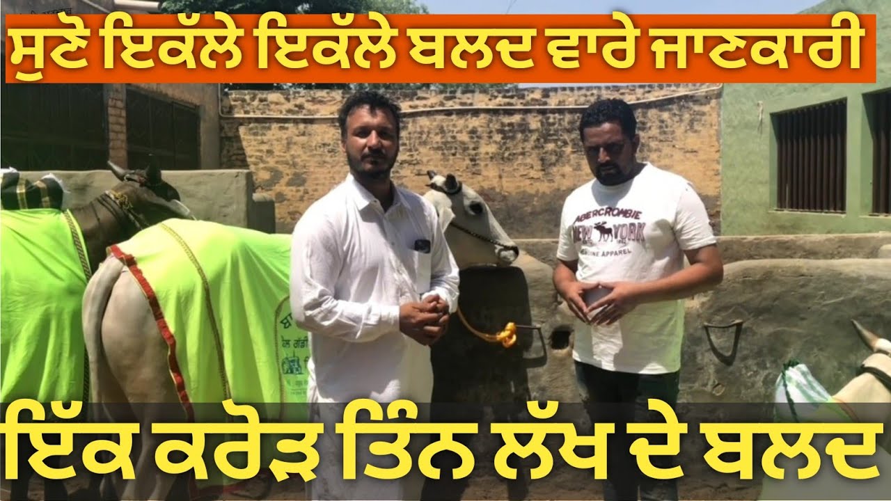 ਆਜੋ ਦਿਖਾਵਾਂ ਕਰੋੜਾਂ ਰੁਪਏ ਦੇ ਬਲਦ,, top cost bull