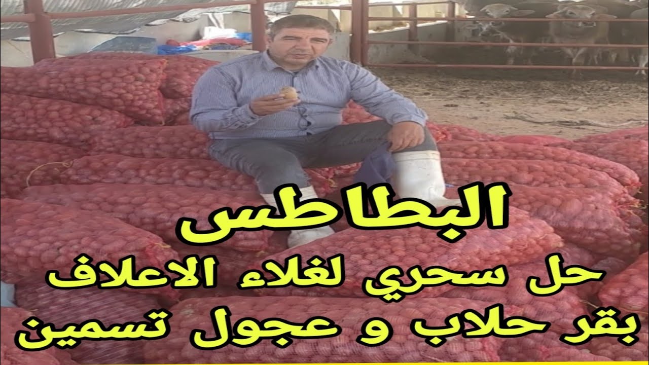البطاطس افضل حل لغلاء الاعلاف..بالعلم والخبرة كيف تضاف للعجول والابقار.ومتي تسبب الخسائر الكبيرة