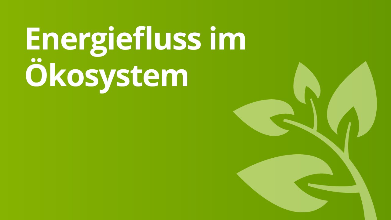 Energiefluss in einem &Ouml;kosystem | Biologie | &Ouml;kologie