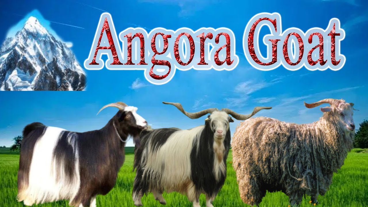 Angora goat | Pak angora goat |lambay balloon wali bakri | Baloon wali bakri