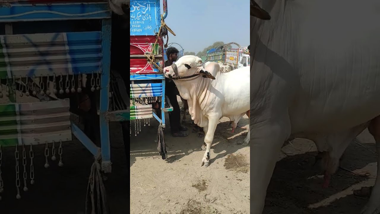 Vip Gulabi Bachra 