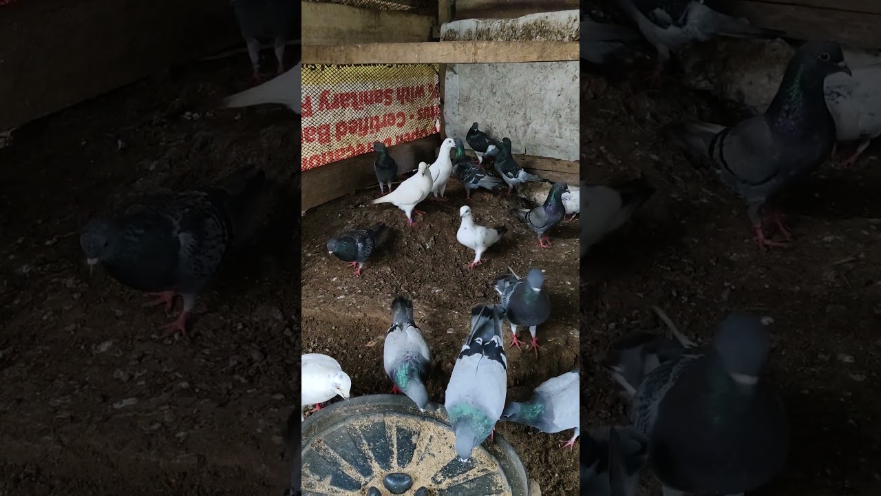 PIGEON FARMING #pigeonfarming #squabfarming #tenoibackyardfarm #tenoitv