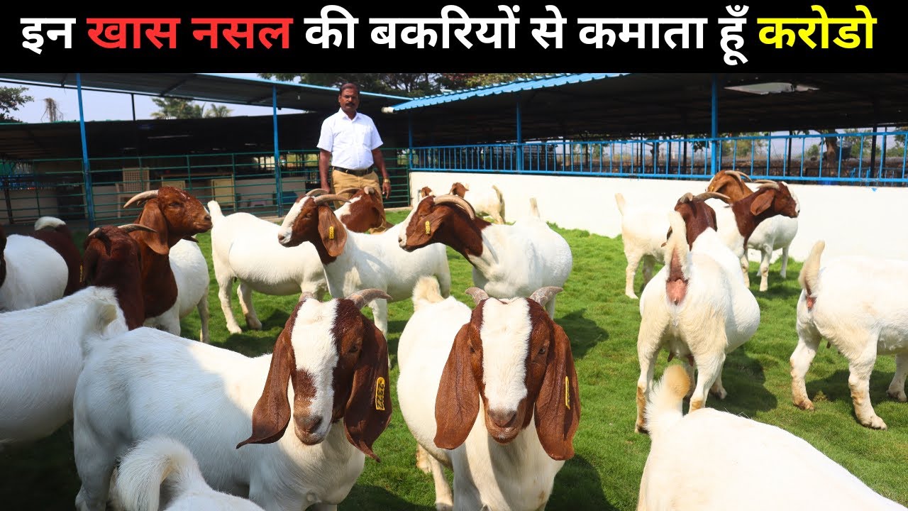 Commercial Goat फार्मिंग को Profit  में कैसे लाये  II  बकरी पालन से कैसे कमाए लाखो