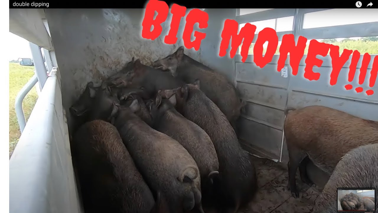 Trapping  wild hogs in 2 different traps with Muddyfeet