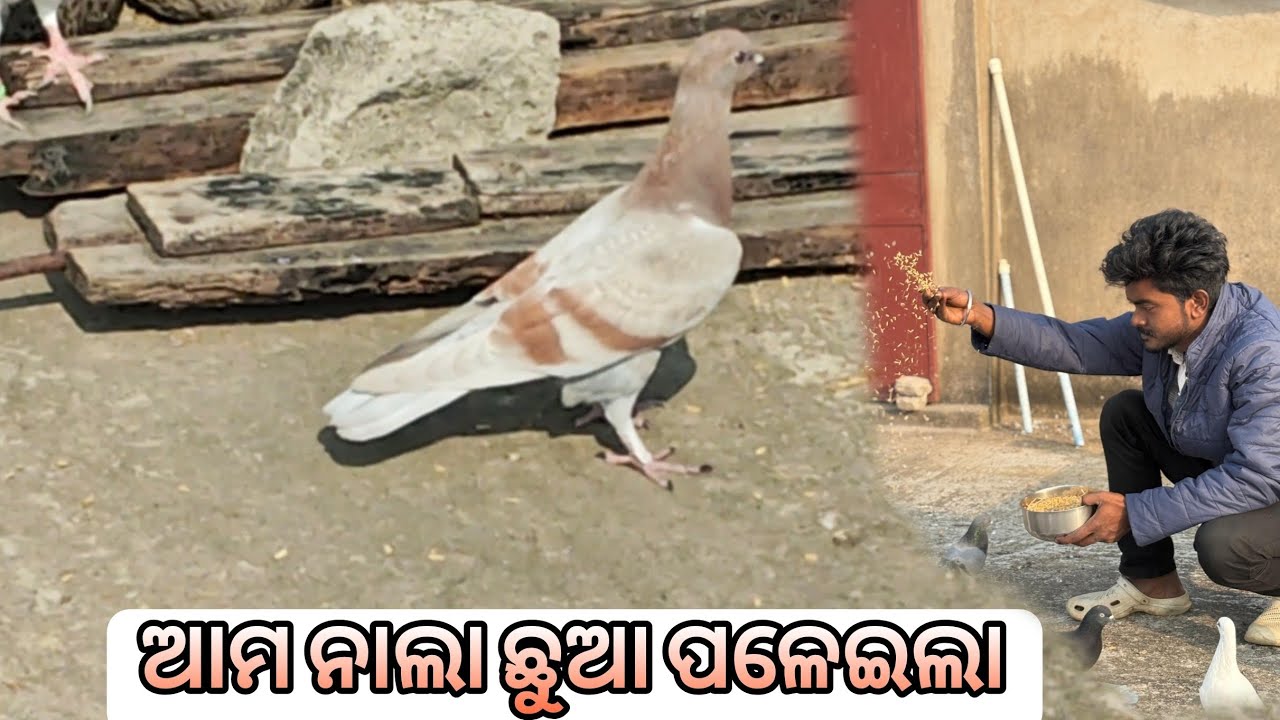 ଆମ ନାଲା ପାରା ପଳେଇଲା 😭 ||HIGHFLYER PIGEON||