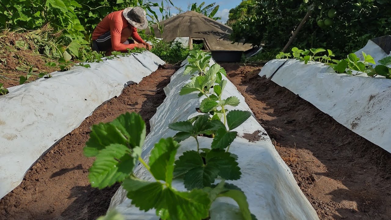 plantando mudas de morango
