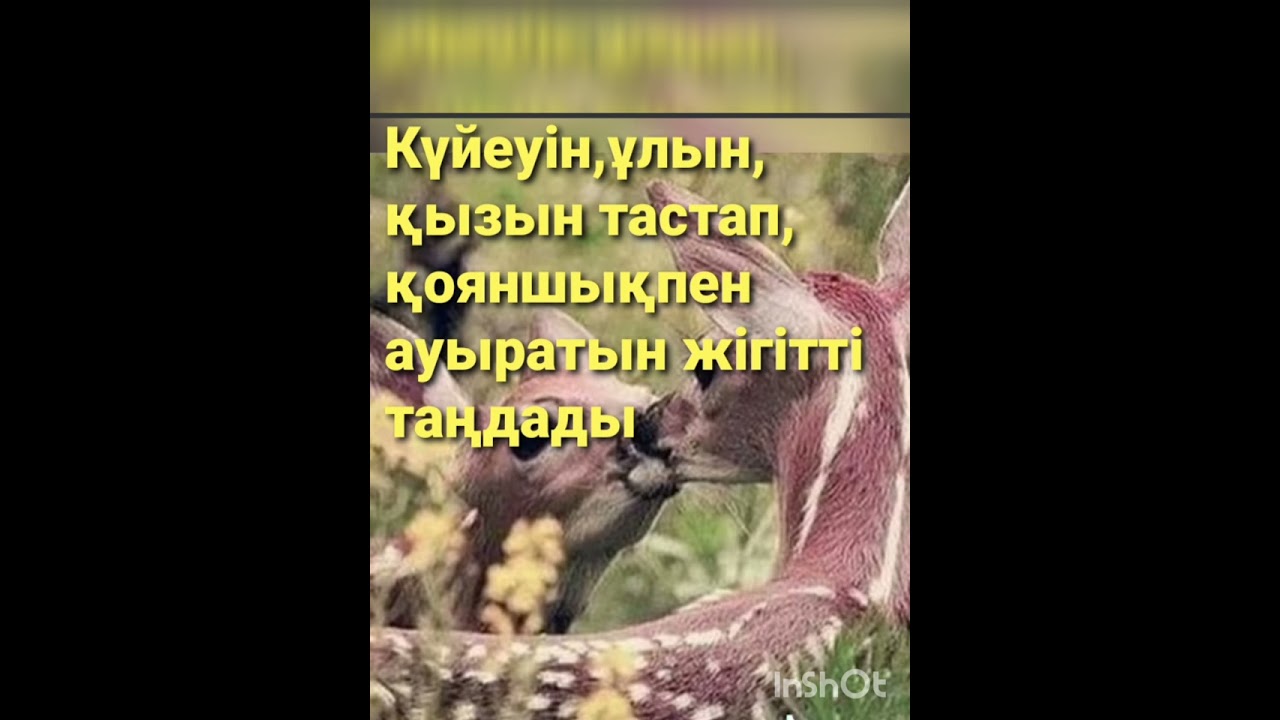 ҚЫЗҒАНЫШ |ӨРІС ЯШҮКІРҚЫЗЫ | ДЕТЕКТИВТІ ӘҢГІМЕ |