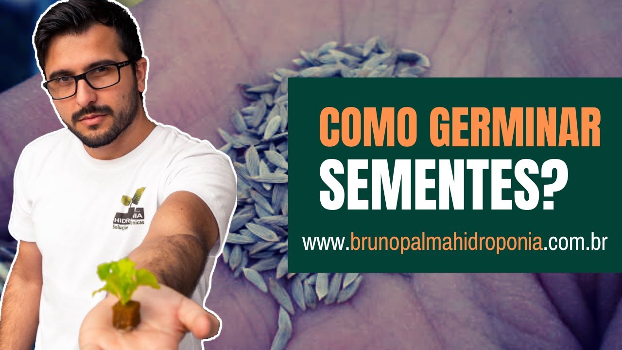 Como germinar sementes? Hidroponia