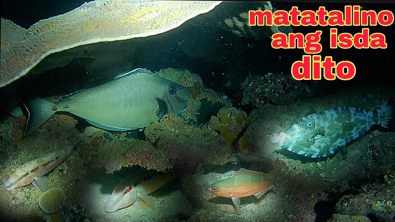 ep486 matatalino ang isda sa spot na napuntahan ko night spearfishing Philippines