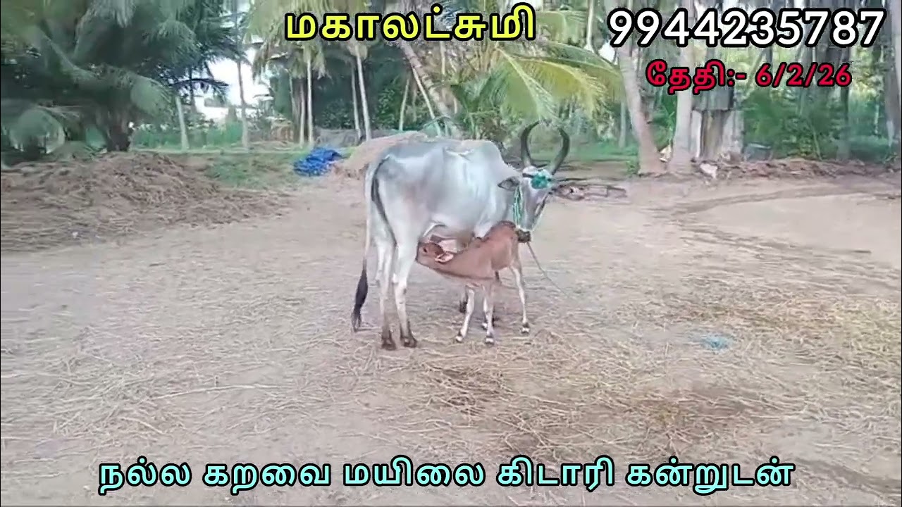 அதிக கறவை நாட்டு மாடு 3 ஈத்து மயிலை பசு, அழகிய கிடாரி கன்றுடன் 9944235787