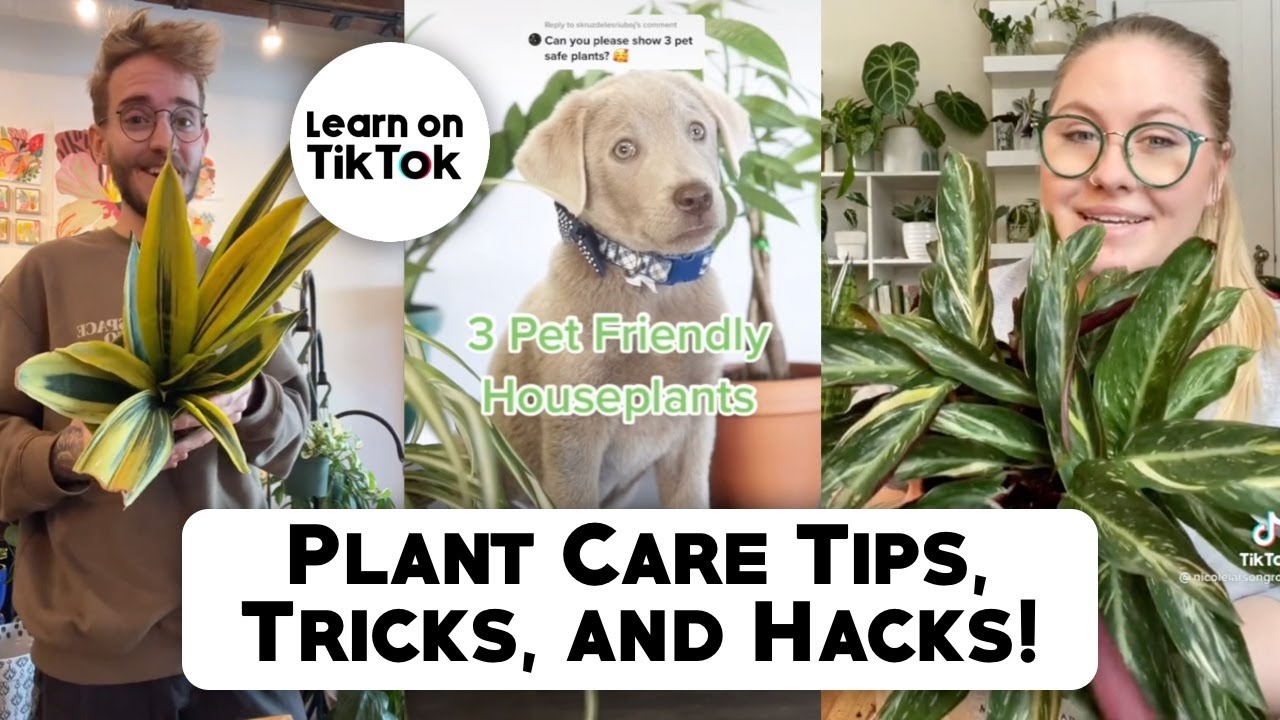 Planttok Plant Care Tips, Tricks and Hacks Part 13