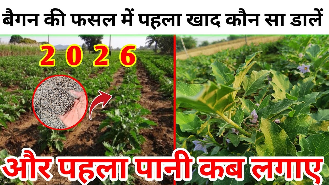 बैगन में पहला खाद एवं पहला पानी कितने दिन बाद दें ||बैगन में पहली सिंचाई कब करें बैगन में पहला खाद |
