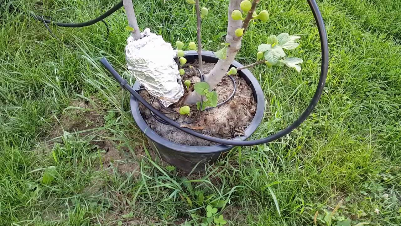 Fall Orchard Tour - Figs Everywhere!