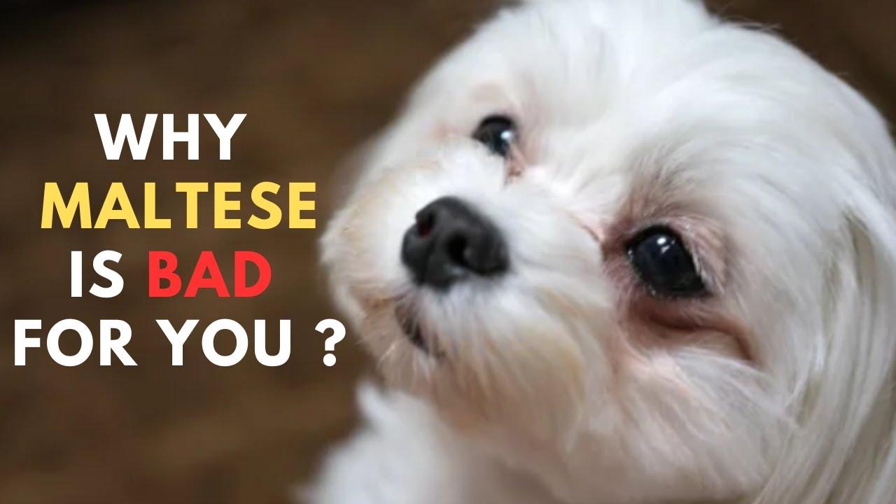 Owning a Maltese : The Good, The Bad, The Ugly