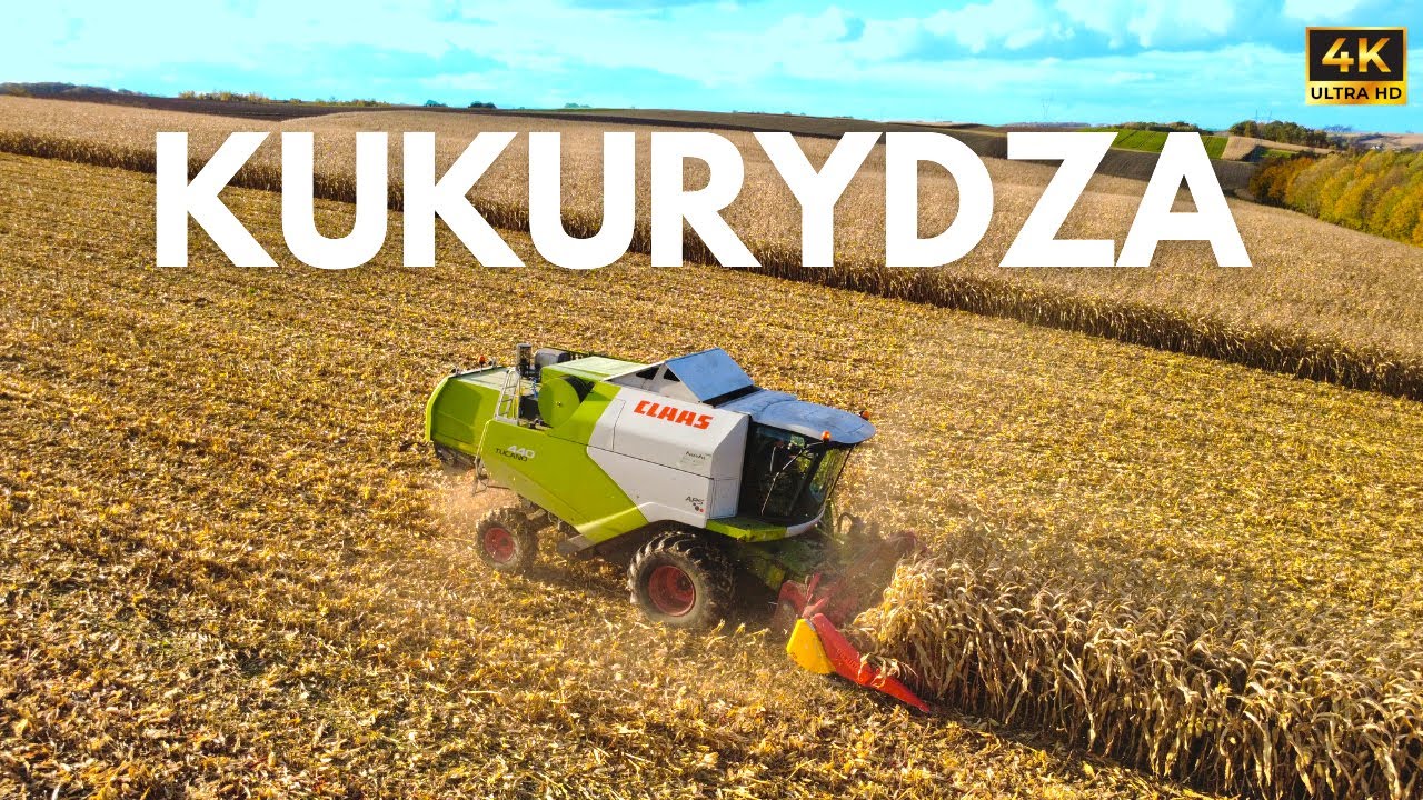 Żniwa Kukurydzy z Drona! Kukurydza 2025 GR Szwarc
