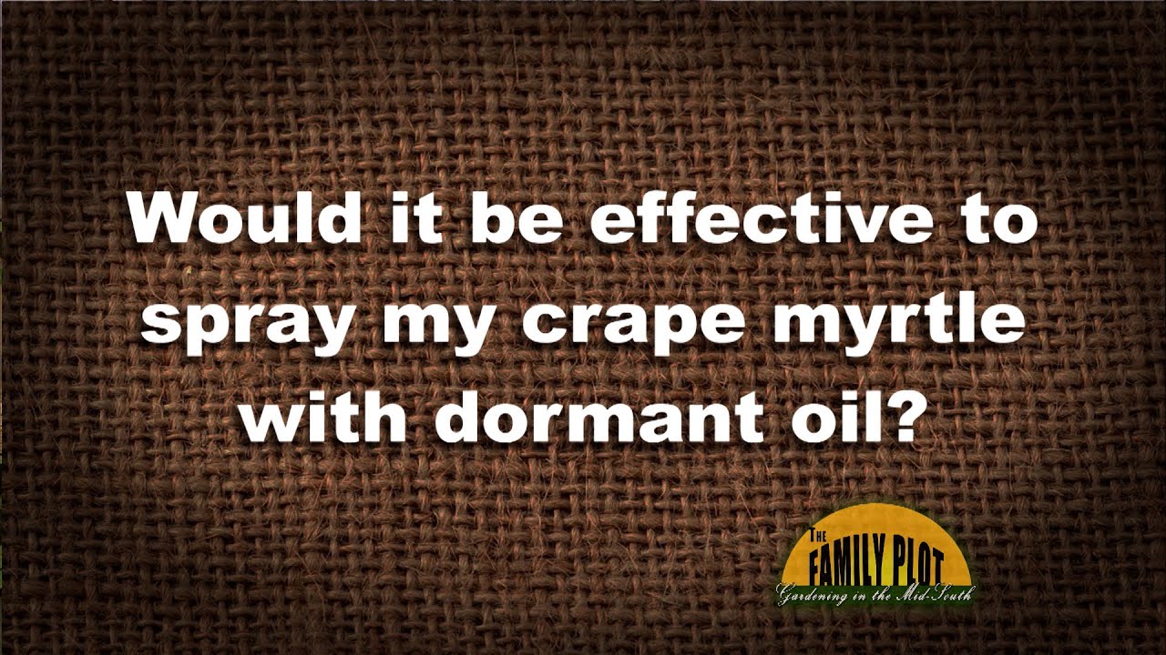 Q&A &ndash; Would it be effective to spray my crape myrtle with dormant oil to kill aphids?