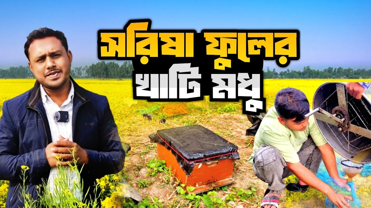হাজার হাজার সরিষা ফুল থেকে যেভাবে সংগ্রহ হয় খাঁটি মধু | সরিষা ফুলের খাঁটি মধু সংগ্রহ | Pure Honey 