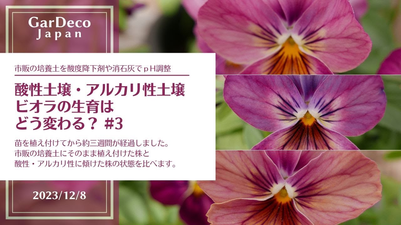 【花色が変わる？】酸性土壌・アルカリ性土壌だとビオラの生育はどう違う？#3