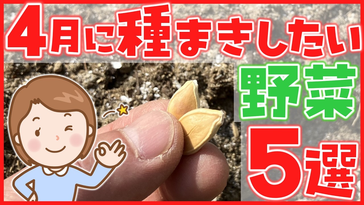 【家庭菜園】４月に種まきしたい野菜５選～