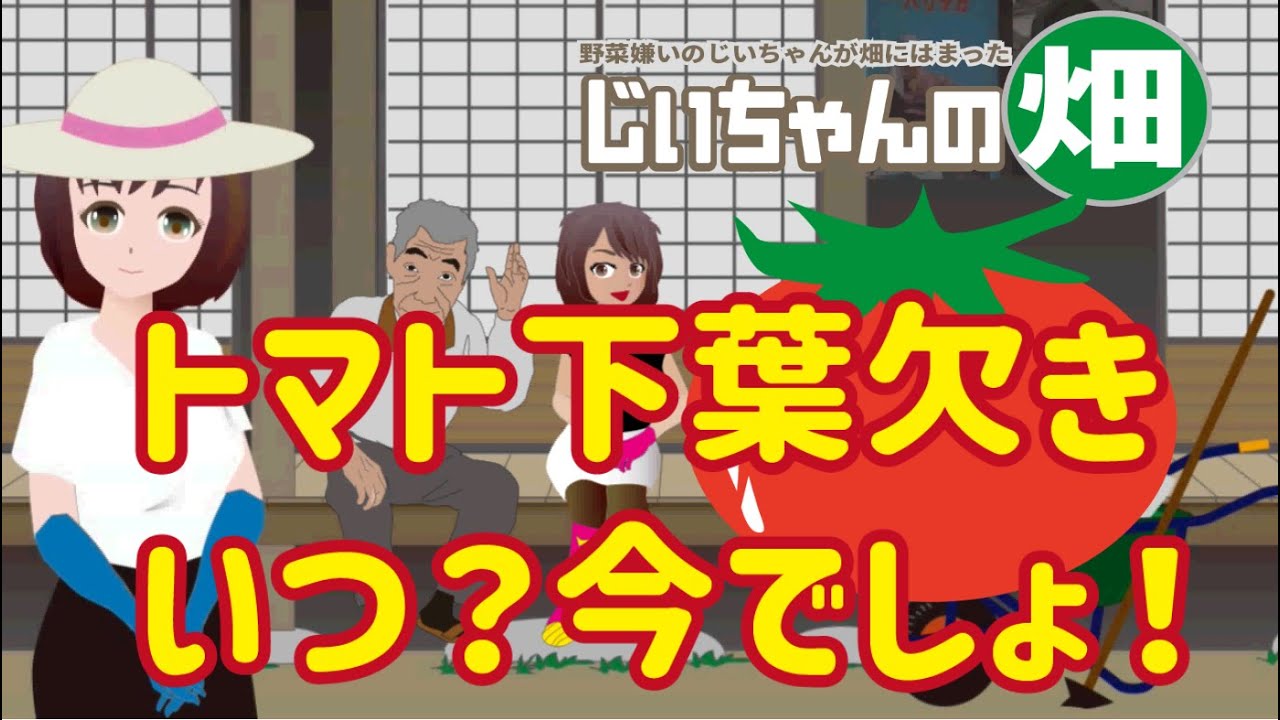 トマト下葉欠きのタイミングとやり方。病気予防と果房成長のため6月のトマトでやらなきゃならない下葉欠き。