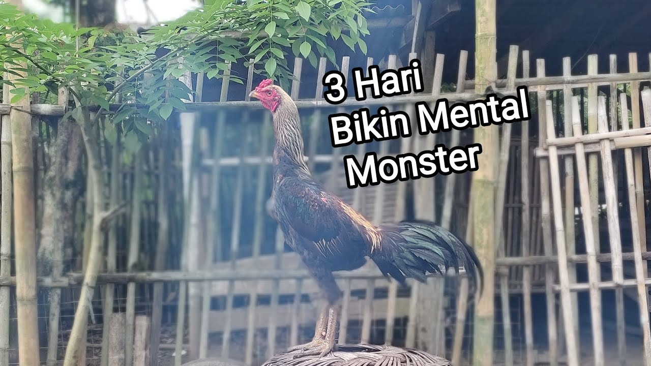 KUATKAN MENTAL AYAM, MENTAL DOWN BERUBAH JADI ON !! 🔥🔥🔥