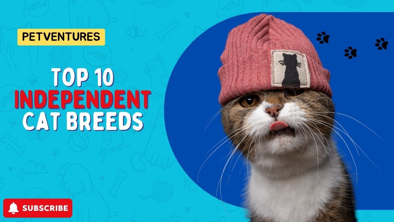 Top 10 Most Independent Cat Breeds
