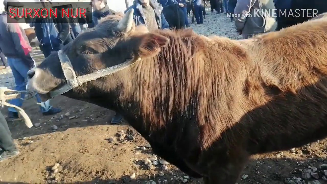 05.01.2020 YIL SURXONDARYO DENOV MOL BOZORI NARXLARI