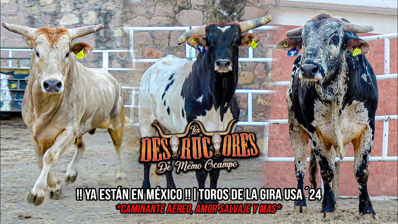 !!YA ESTÁN EN MÉXICO!! | CAMINANTE AEREO, AMOR SALVAJE Y MÁS | ALGUNOS DE LOS TOROS DE LA GIRA USA