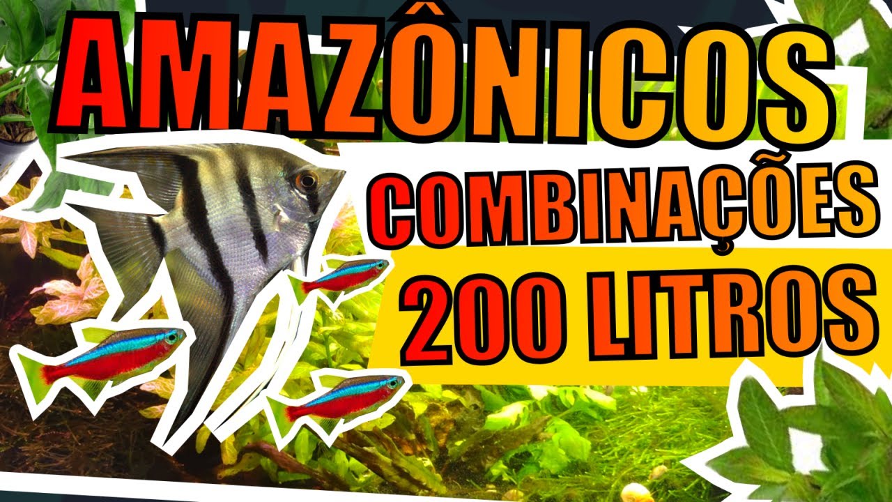 🔴COMBINAÇÕES PEIXES AMAZÔNICOS PARA AQUÁRIOS 200 LITROS |Mr. Betta|