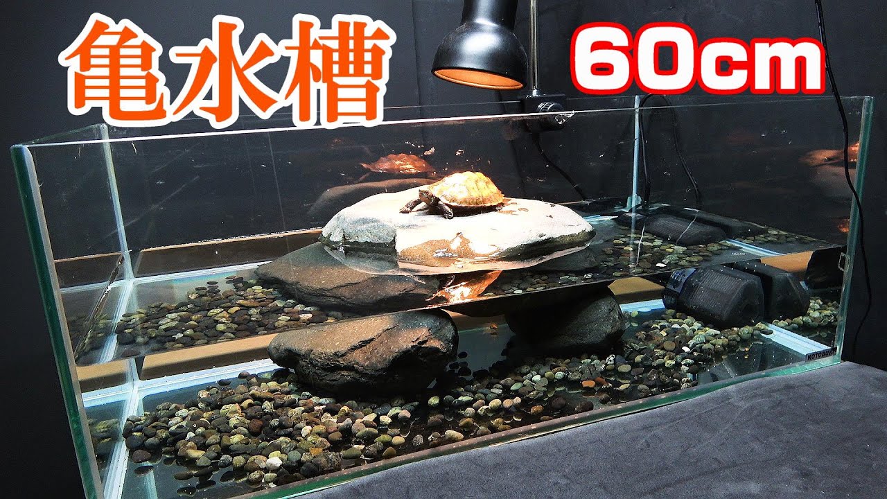 【亀水槽の作り方】天然石・60cm水槽立ち上げ！　川で拾ったイシガメ8か月経過