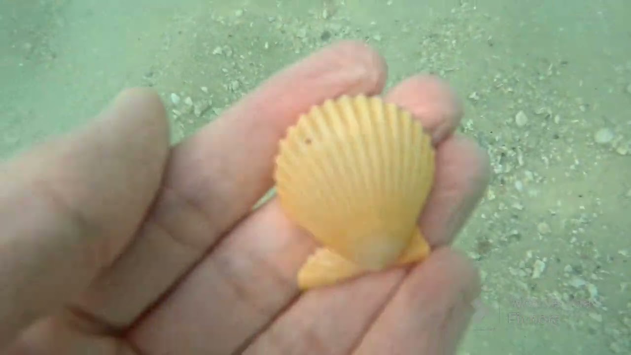 Snorkeling Navarre Beach in August! 🧜‍♀️