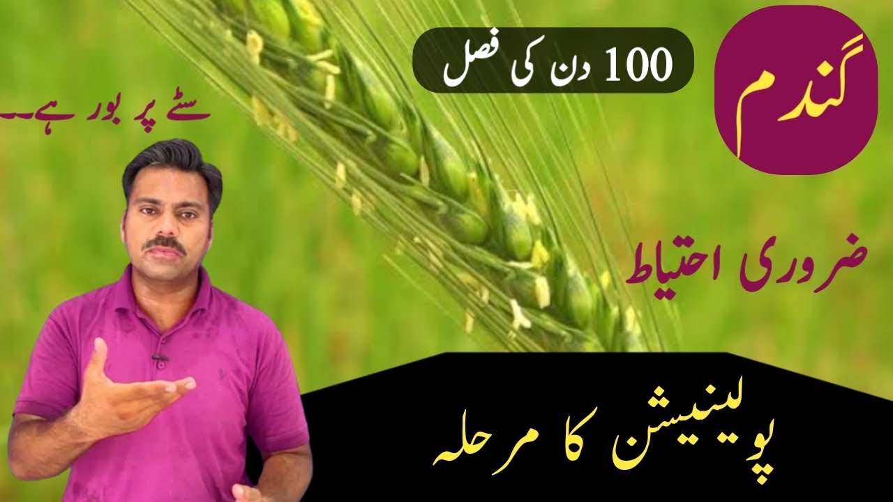 Wheat crop care at pollination stage | Wheat crop on flowering stage | Abid Ali Agrarian