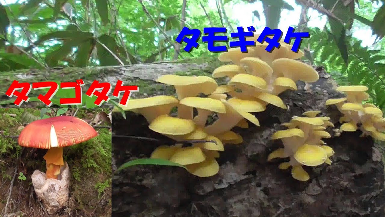 【夏のキノコ狩り】タモギタケ採りに行ったらタマゴタケもあった