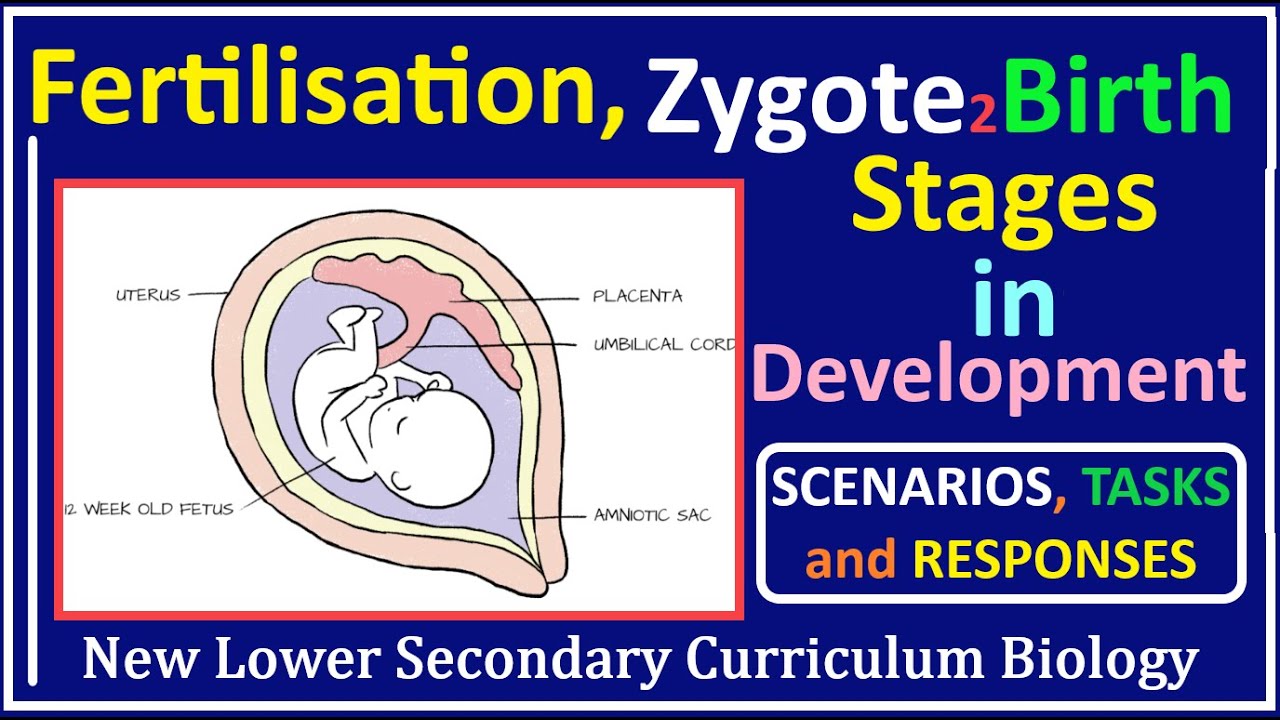 Sexual Reproduction in Humans-4- The Process of Fertilisation and the Development 0f Zygote to Birth