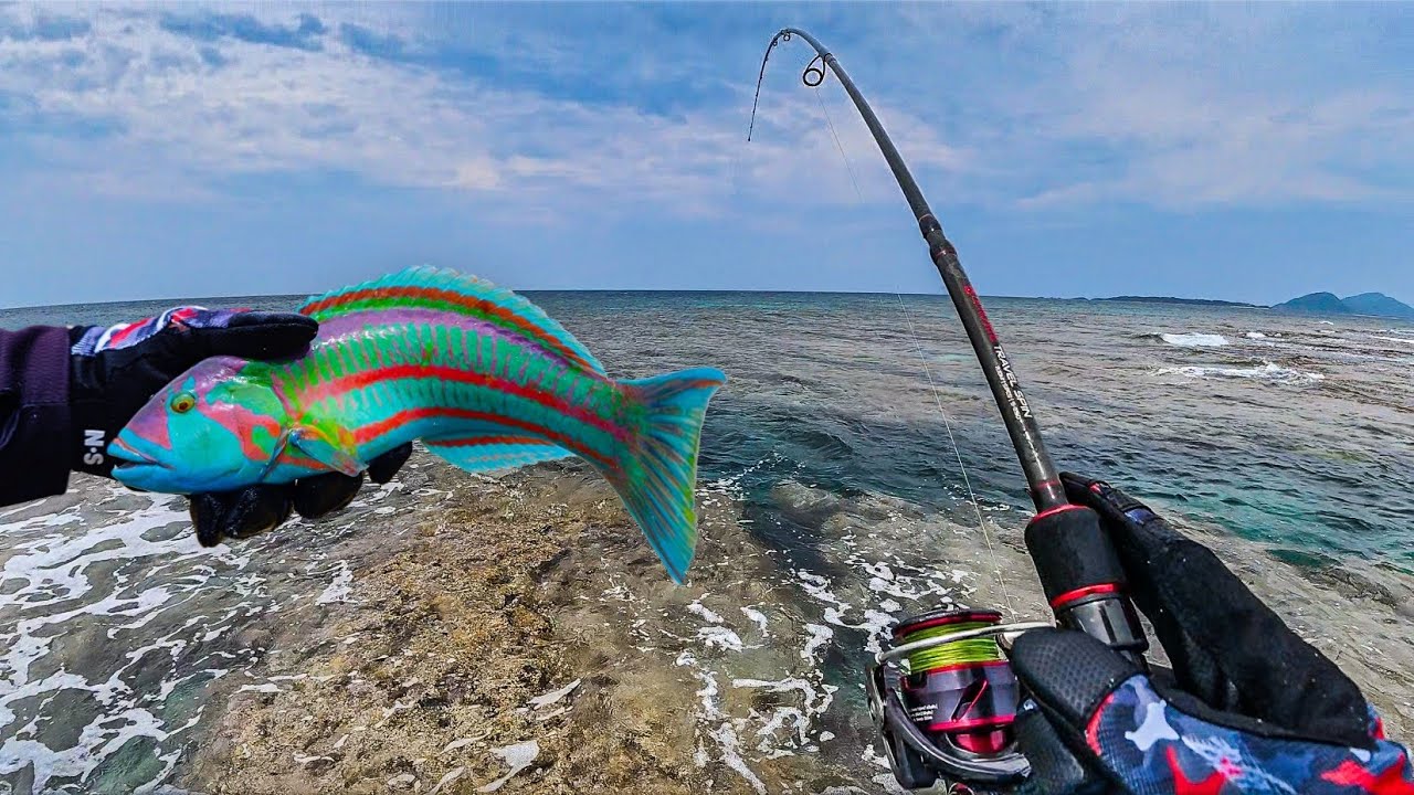Insane Reef Fishing in Rock Pools – Most Colorful Fish Ever! - Okinawa Fishing